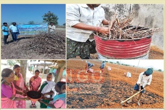 Farmers converting cotton stalks into biochar